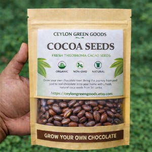 Cocoa Seeds for Planting - Etsy
