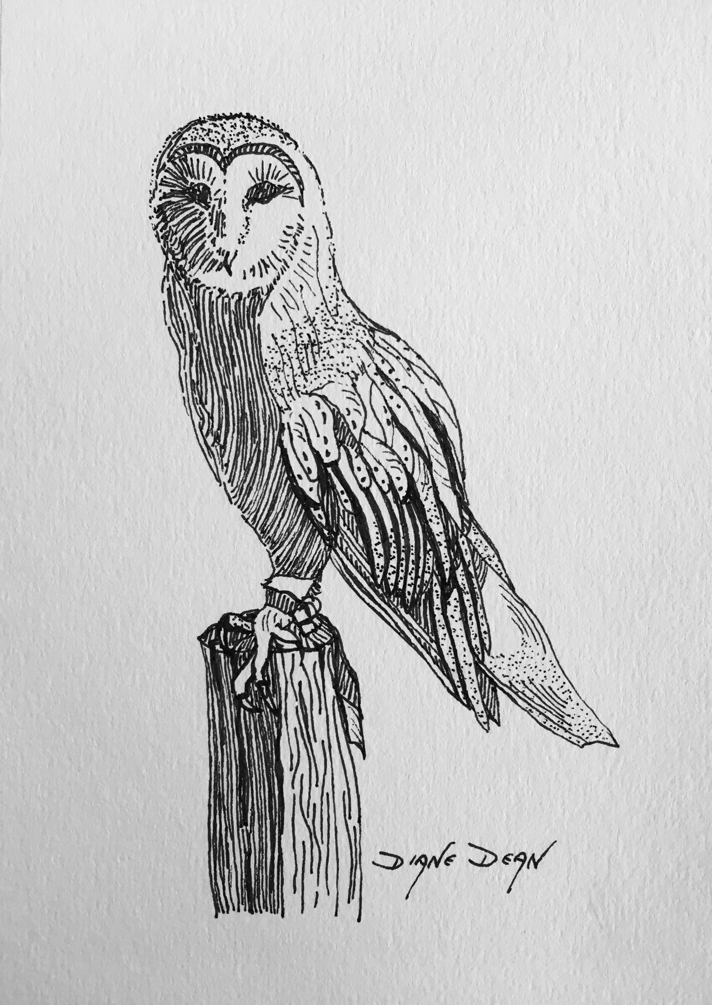 Fine Art Print Ink Illustration Barn Owl