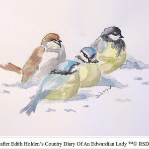 PÁJAROS EN ACUARELA en invierno Impresión de Edith Holden - Edición muy especial (consulte la información de licencia en la parte inferior de la impresión)