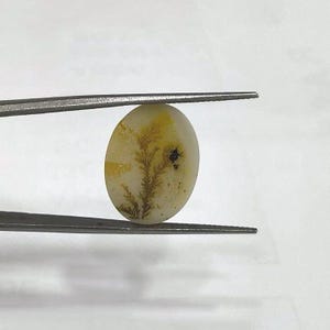 May include: An oval-shaped gemstone held by tweezers. The stone is off-white with yellow and brown dendritic inclusions resembling a tree branch. A small black spot is also visible on the stone. The tweezers are silver.