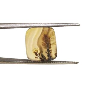 Könnte beinhalten: Ein quadratischer dendritischer Achat-Edelstein mit einer durchscheinenden, blassgelben Basis und dunkelbraunen, farnartigen Einschlüssen, die an verzweigte Pflanzenmuster erinnern. Der Stein wird von einer Metallpinzette gehalten.