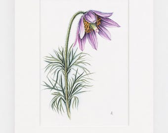Dipinto originale ad acquerello di Pulsatilla | Arte botanica del fiore di Pulsatilla | Decorazione murale floreale viola | 24x30 cm