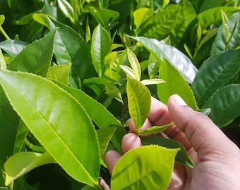 10+ China Tea Seeds | Camellia sinensis | Heirloom True Plant