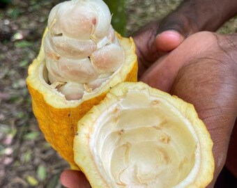 Forastero Cocoa Seeds for Planting | Fresh Cacao, Theobroma Tree (10+)