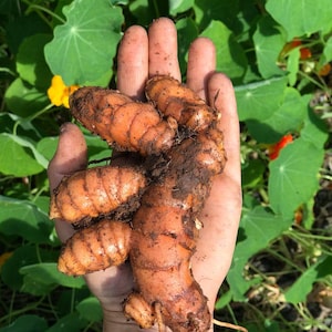 Puede incluir: Una raíz de cúrcuma recién cosechada con una forma nudosa y segmentada, y una piel de color naranja amarronado vibrante. El rizoma está cubierto con parches de tierra oscura, mostrando su textura cruda y su crecimiento natural irregular.