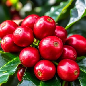 May include: A cluster of vibrant, glossy red coffee cherries growing on a branch. Each round fruit features a smooth, taut skin with a small, circular brown indentation at the base, nestled among deep green, waxy leaves on the coffee plant.