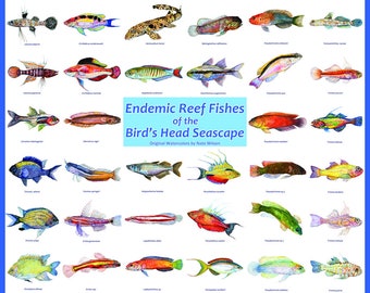 Endemic Reef Fish of the Birds Head Seascape Poster