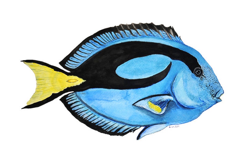 Hippo Tang Dory 8 x 12 Archival Giclee print of an original Watercolor art image 1