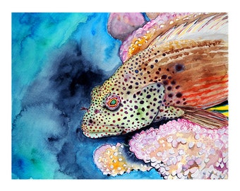 Hawkfish -Archival Giclee Print 12' x 16"  of Original Watercolor Art