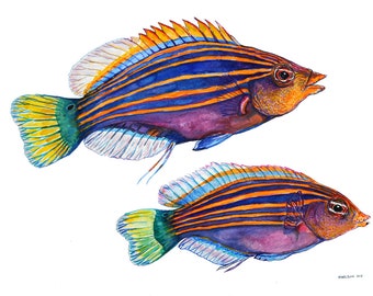 Coral Reef Fish- Wrasse Print, 8 x 12