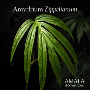 May include: A vibrant green Amydrium Zippelianum leaf with deep lobes and a textured surface against a black background. The text Amydrium Zippelianum appears at the top, and the text AMALA BOTANICAL is printed in the bottom right corner.