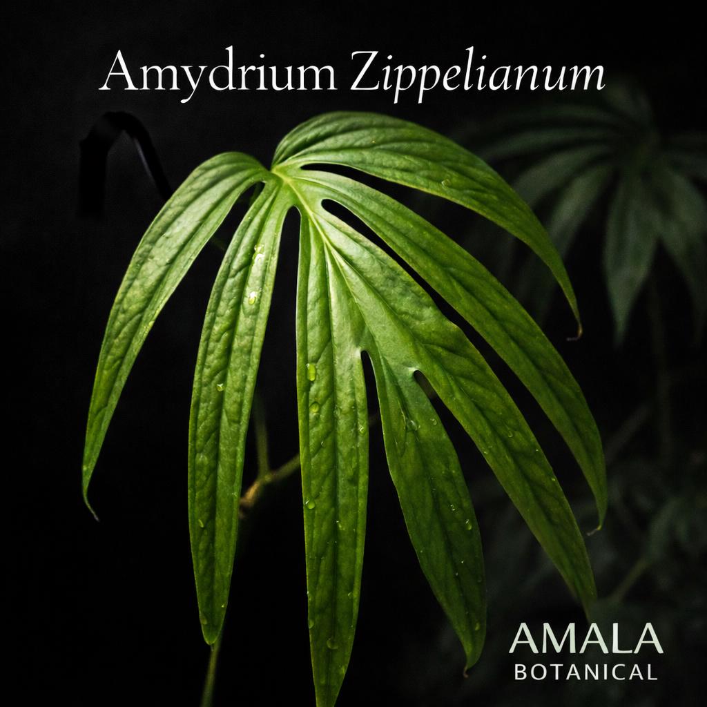 Anthurium moodeanum - Etsy 日本