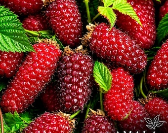 Pianta di Loganberry in vaso da 2 litri / Arbusto di bacche dolci e succose / Facile da coltivare nel Regno Unito