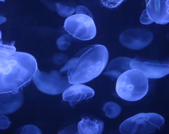 Blue Jellyfish Buy now 8x12 for 39 dollars