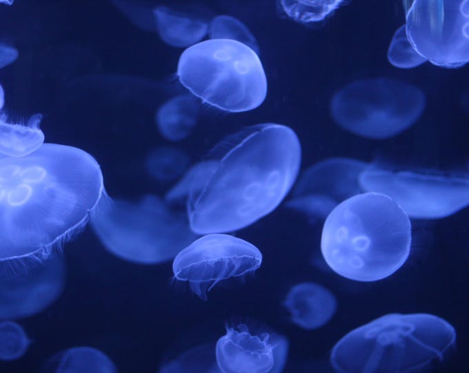 Featured listing image: Blue Jellyfish Buy now 8x12 for 35 dollars
