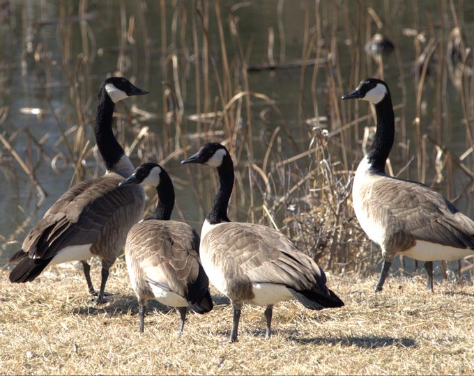 Featured listing image: Geese on a Sunny Day 11x14