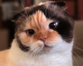 Scottish Fold Cat (Isabella)