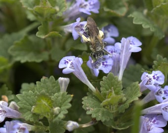 Creeping Charlie with Bee Closeup