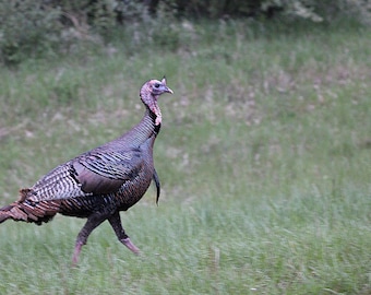 Wild Turkey Bird Digital