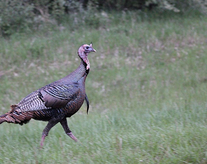 Featured listing image: Wild Turkey Bird 11x14