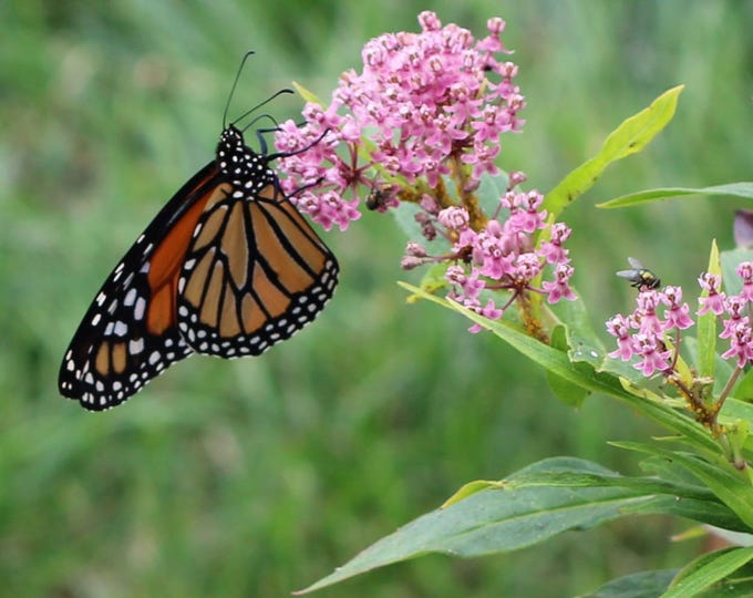 Featured listing image: Monarch Butterfly on Milkweed Flower Nature Photography Print