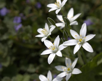 Star of Bethlehem Closeup