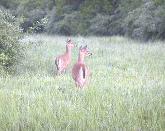 May 2026 Deer in Daylight