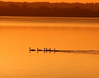 Geese on water Iowa