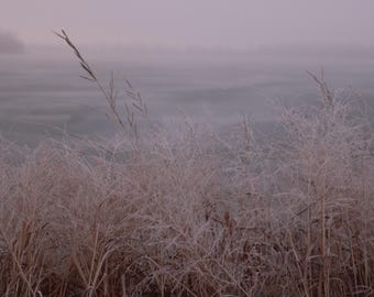 Frozen Lake Grasses: Winter Frost Landscape Photography