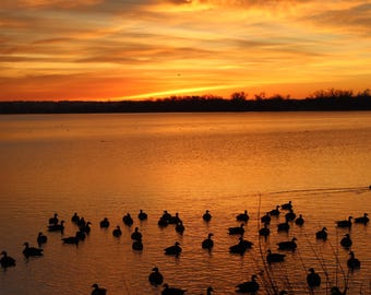 Geese at Sunrise Iowa Digital