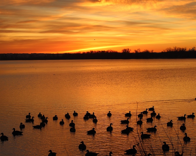 Featured listing image: Geese at Sunrise Iowa
