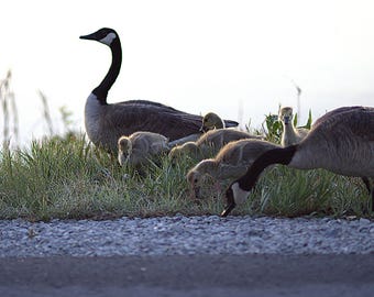 May 2026 Geese with Goslings