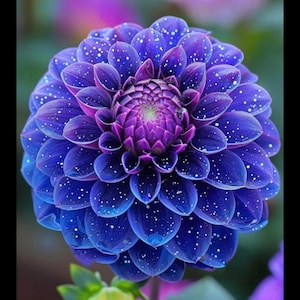 May include: A close-up of a vibrant dahlia flower. The petals transition from deep blue to purple, speckled with white dots. The flower's center is a tightly packed, textured purple. Green leaves and a yellow bud are visible at the base.