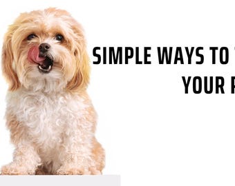 Formas sencillas de entrenar a tu cachorro