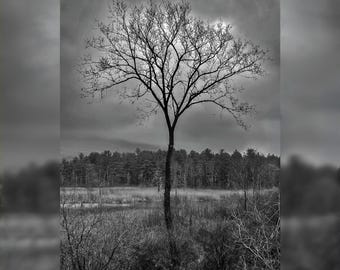 Fotografitryck av ensamt träd i gråskala (20,5 x 28 cm)