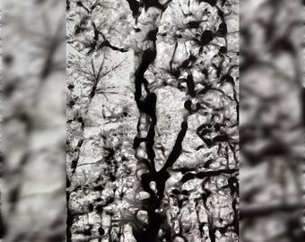 Intricate Abstract Tree Photography Print (8.5"×11")