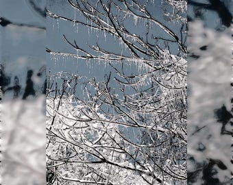 Winter Branches With Icicles