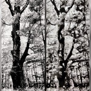 May include: A black and white diptych featuring two distinct forest scenes. The left panel showcases a detailed view of a large tree with textured bark and leafy branches. The right panel presents an abstract, artistic interpretation of trees.