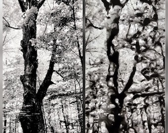 Fotografía con perspectivas contrastantes de árboles (8,5"×11")