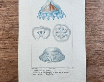 Grabado francés antiguo / medusa