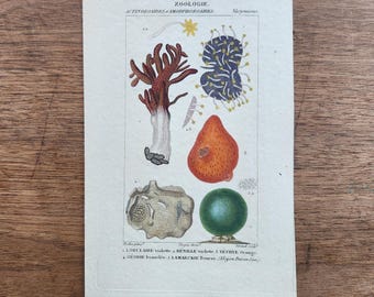 Grabado francés antiguo