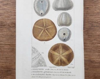 Grabado francés antiguo (siglo XIX) / Dólares de arena