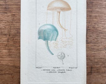 Grabado francés antiguo