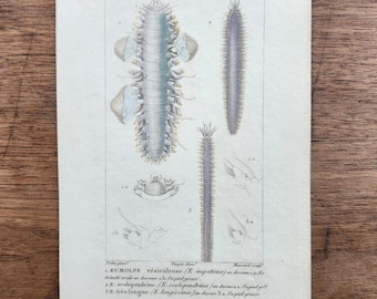 Grabado francés antiguo