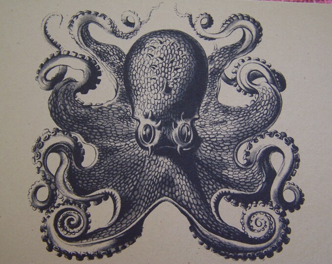 Octopus  Set of ANY 3 Greeting Note Cards Invitation Recycled Brown Kraft Cardstock with matching envelope 5 x 7"