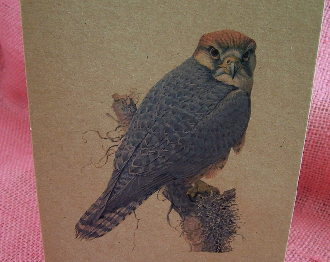 Falcon in Technicolor  Set of ANY 3 Greeting Note Cards Invitations printed on Kraft Heavy Cardstock with matching envelope 5 x 7"