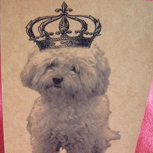 Pudel Maltipoo Malti-Poo Bichon Frise Pies Z Koroną Zestaw 3 dowolnych kartek okolicznościowych Zaproszeń Papier kraftowy Pasujące koperty 5 x 7"