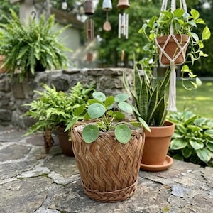 May include: A Pilea peperomioides plant with round, green leaves sits inside a brown, woven wicker basket planter. The basket features a diagonal crisscross pattern with a braided rim at the base and top, providing a textured, natural look.