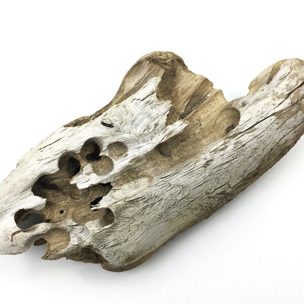 Natural Driftwood #7