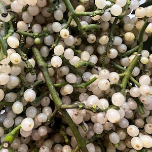 May include: Close-up of a cluster of small, round, off-white berries. The berries are densely packed on green stems and branches. The image is well-lit, highlighting the texture and shape of the berries.
